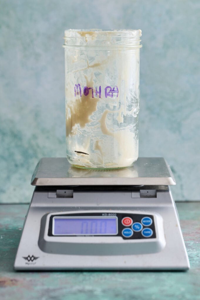 Sourdough starter container on a scale ready to be fed with fresh flour and water